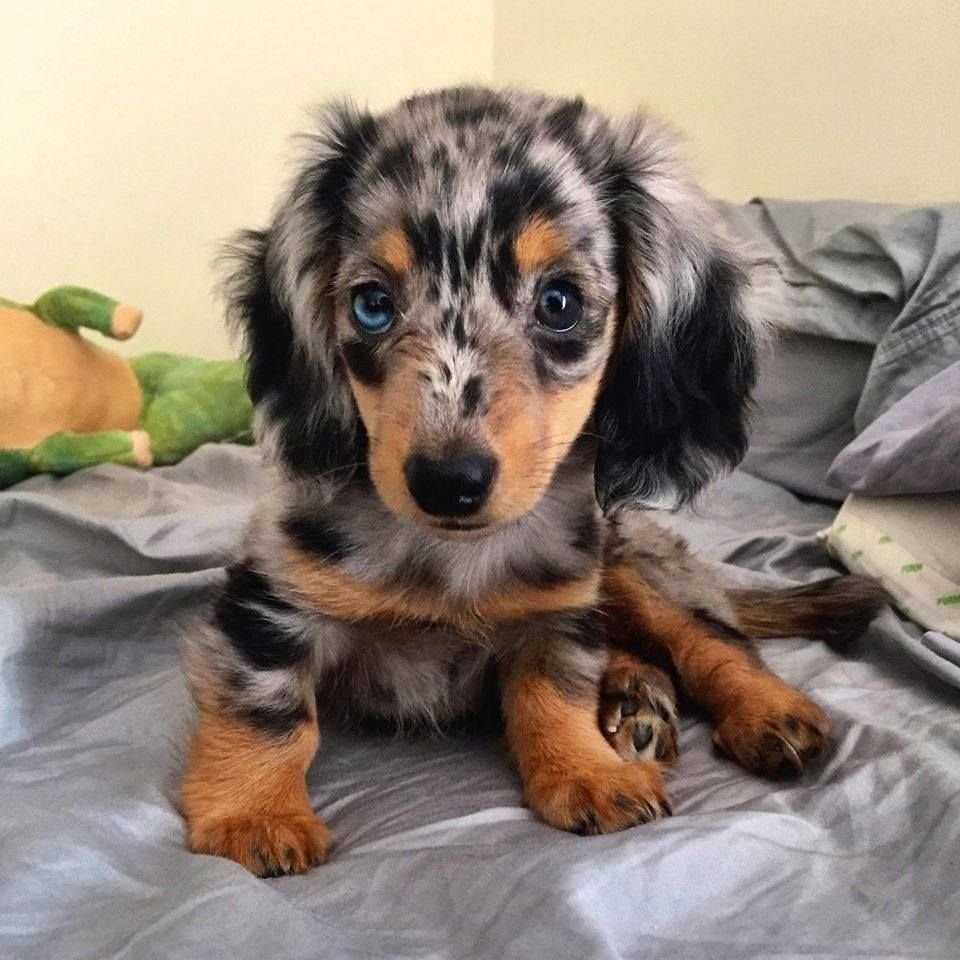 Dapple Miniature Dachshund Puppy